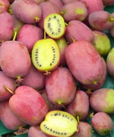 Актинідія Аргута Bingo(жіночий) 2 річна, Актинідія Аргута Бінго, Actinidia arguta Bingo