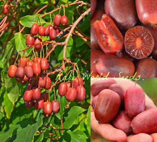 Актинідія Аргута Scarlet September Kiwi(жіночий) 2 річна, Актинидия Аргута Скарлет Септембер Киви, Actinidia, фото 1