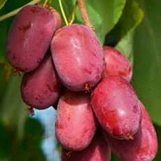 Актинідія Аргута Scarlet September Kiwi(жіночий) 2 річна, Актинидия Аргута Скарлет Септембер Киви, Actinidia, фото 3