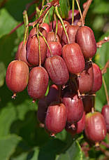 Актинідія Аргута Scarlet September Kiwi(жіночий) 2 річна, Актинидия Аргута Скарлет Септембер Киви, Actinidia, фото 4