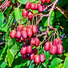 Актинідія Аргута Scarlet September Kiwi(жіночий) 2 річна, Актинидия Аргута Скарлет Септембер Киви, Actinidia, фото 5