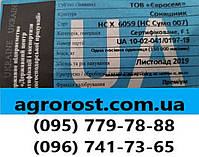Гібрид соняшника під гранстар НС СУМО 007. Насіння соняшника НСХ 6059 стійке до вовчка шости рас A-F. Екстра, фото 5