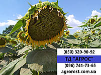 Соняшник НС СУМО 007 Оптимум під Гранстар. Гібрид НС 6059 стійкий до шести рас чарка A-F, 50 ц/га., фото 3