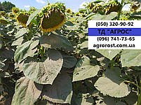 Соняшник стійкий до гранстару НС СУМО 007. Насіння соняшника НСХ 6059 стійке до вовчка шости рас A-F. Стандарт, фото 2