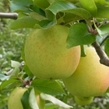 Яблуня Мутсу NK (ММ106). Пізньозимовий сорт. Однорічний, фото 2