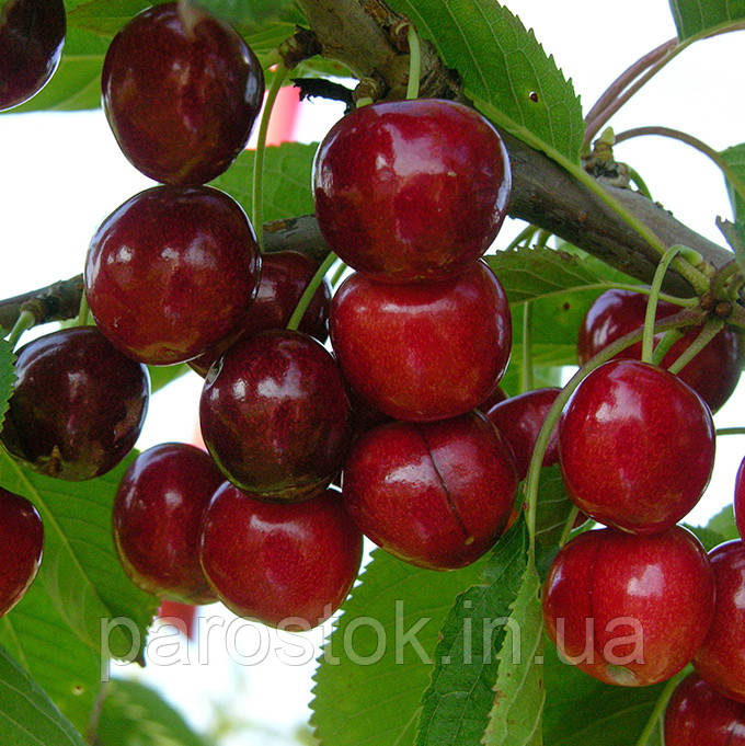 Черешня Стаккато. Підщепа колт. (в), фото 1