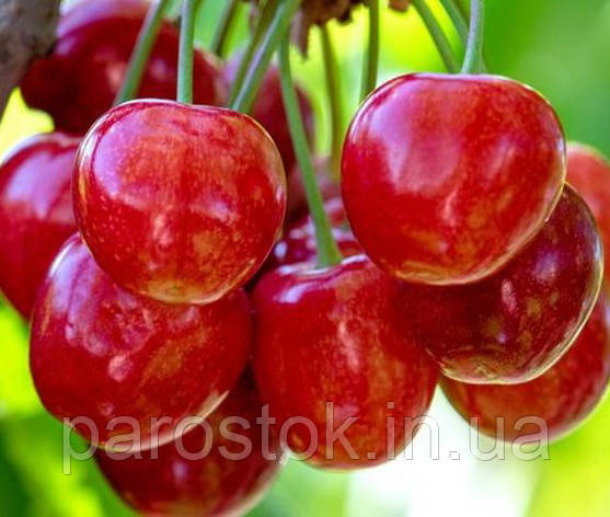Черешня Лапінс. Підщепа колт, фото 1
