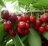 Черешня Лапінс. Підщепа колт, фото 2