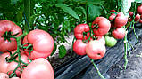 Мануса F1 насіння рожевого томату Rijk Zwaan Голландія 100 шт., фото 2