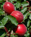 Абрикос Рубіста. Підщепа пуміселект, фото 3