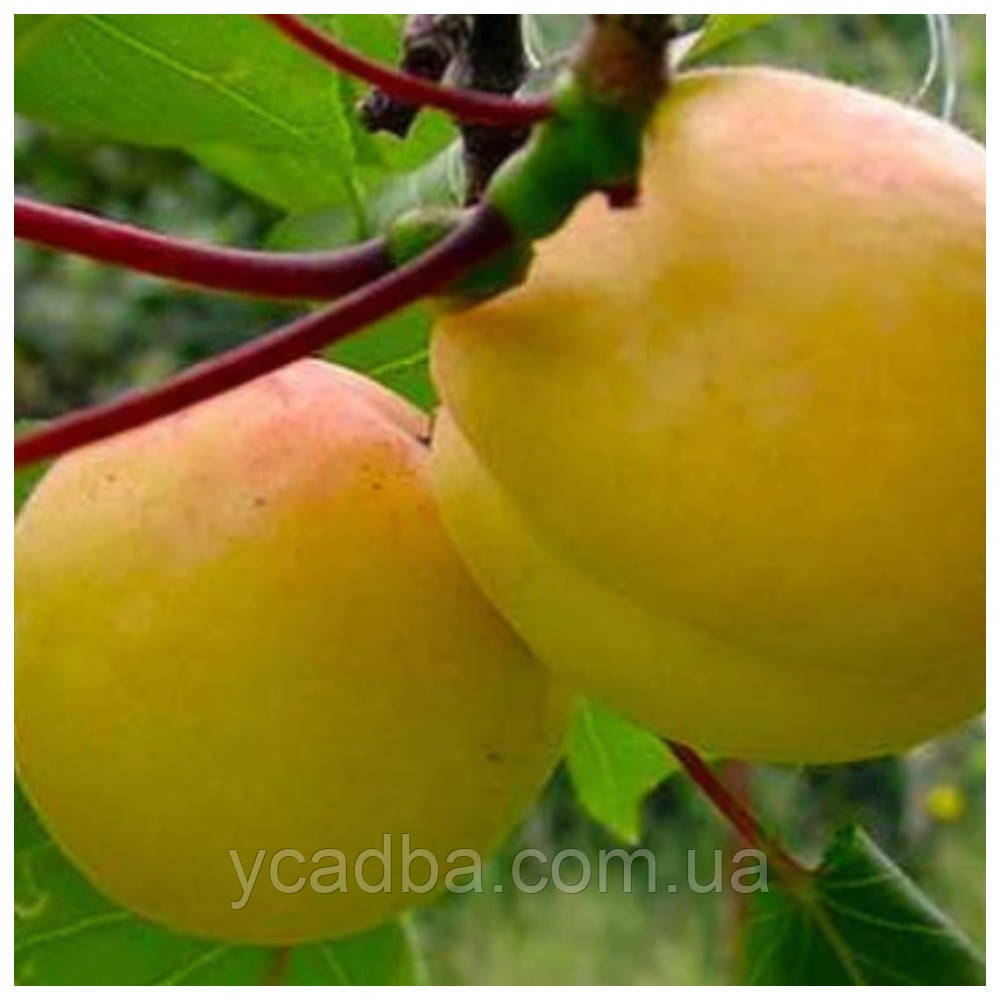 Абрикос аннасний Дима (ранній)