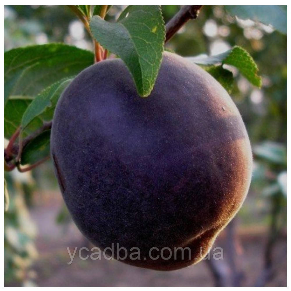 Абрикос Мелітопольський Чорний (середньостиглий)