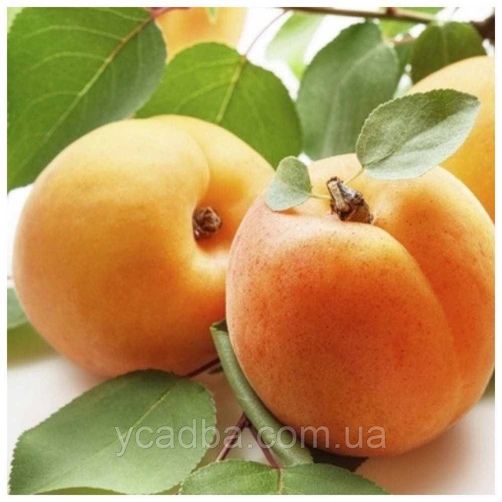 Абрикос Голд Рич (середньостиглий), фото 1