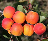 Абрикос Кіото. Підщепа Евріка, фото 2