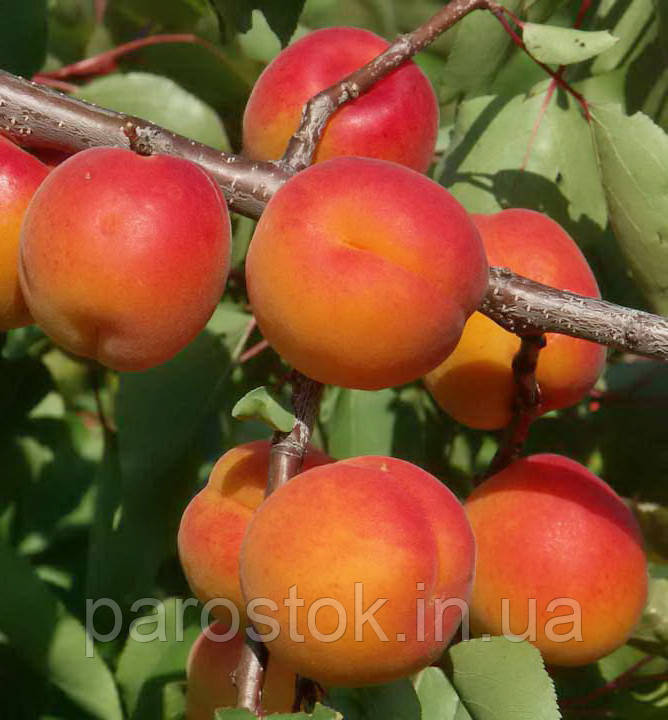 Абрикос Кіото. Підщепа Евріка, фото 1