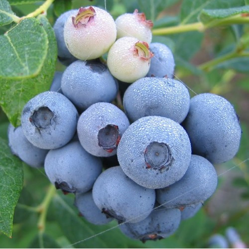 Лохина " Легасі " ( середньо-пізня ) 1 рік ЗКС, фото 1