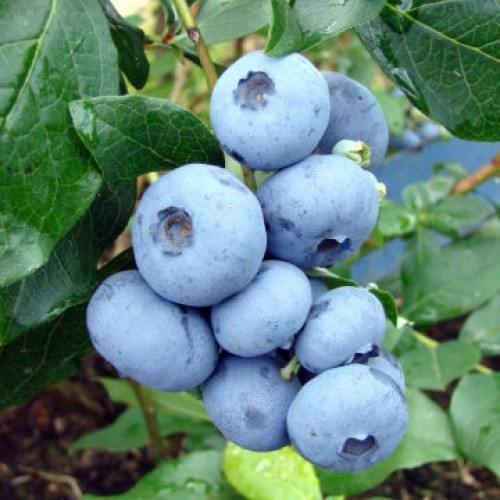 Лохина " Дюк " ( рання ) 1 рік ЗКС, фото 1