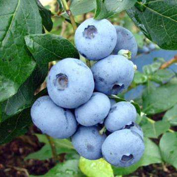 Лохина " Дюк " ( рання ) 1 рік ЗКС