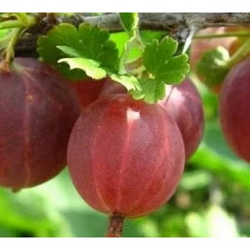 Аґрус " Раволт " (середньо-ранній)