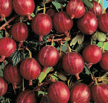 Аґрус " Консул " (середній)