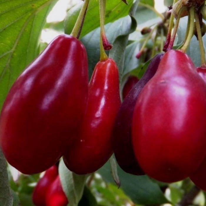 Кизил Володимирський, щеплений, фото 1