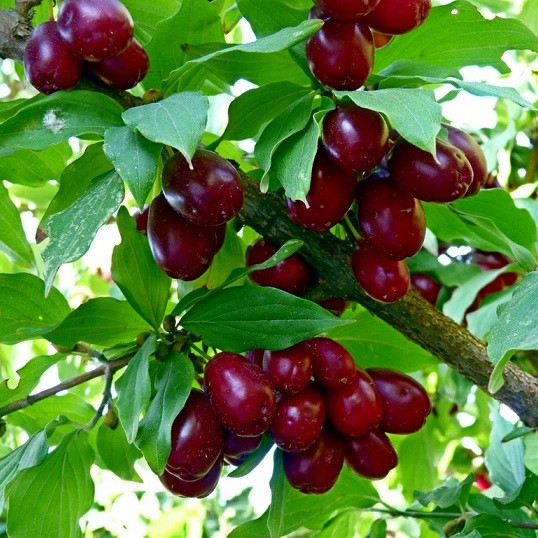 Кизил " Семен " (привитой), фото 1