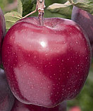 Яблуня Жеромін (М26). Зимовий сорт, фото 2