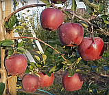 Яблуня Жеромін (М26). Зимовий сорт, фото 3
