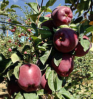 Яблуня Жеромін (54-118). Зимовий сорт