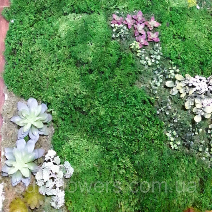 Панно з моху та рослин., фото 1