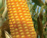 Насіння кукурудзи ЛГ 3258 ПОНЧО, фото 2