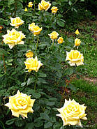 Саджанці троянди Бероліна, фото 2