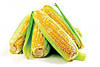 Насіння кукурудзи ЛГ 31272, фото 2