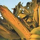 Насіння кукурудзи ЛГ 31377, фото 4