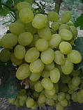 Саджанці винограду Продюсер, фото 2