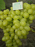 Саджанці винограду Продюсер, фото 3