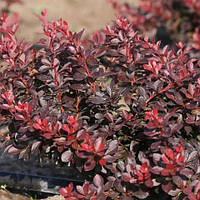 Барбарис Atropurpurea Nana