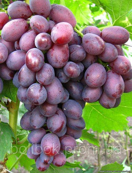Саджанці винограду Аристократ