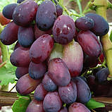 Саджанці винограду Аристократ, фото 2
