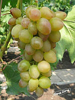 Саджанці винограду Багровий