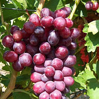 Саджанці винограду Дунав