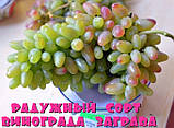 Саджанці винограду Заграву, фото 2