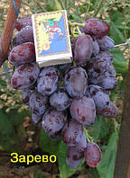 Саженцы винограда Зарево (Cпорт - 2)
