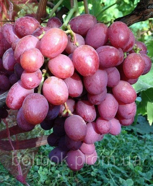 Саженцы винограда Ливия - фото 1 - id-p462175268