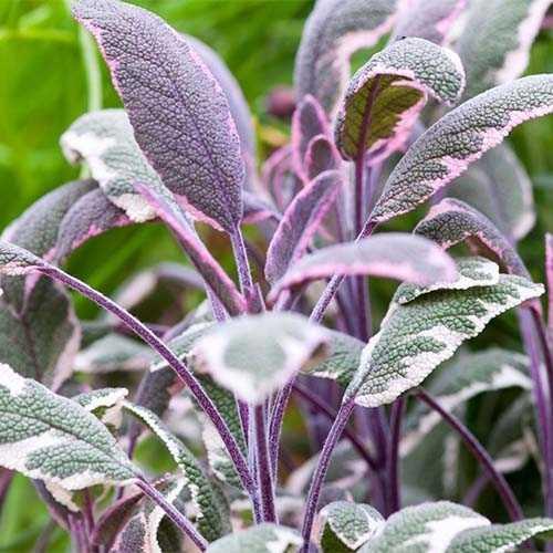 Саджанці Шавлії лікарської Триколор (Salvia officinalis Tricolor) Р9, фото 1
