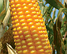 Насіння кукурудзи ЛГ 3258 Імпорт, фото 2