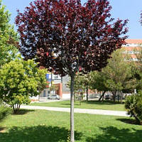 Слива Писсарди на штамбе (Prunus cerasifera Pissardii)