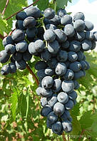 Саженцы винограда Молдова.