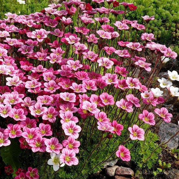 Саджанці Ломикаменя Арденса рожевого (Saxifraga Arendsii) Р9