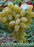 Саджанці винограду кішміш Довгоочікуваний, фото 2